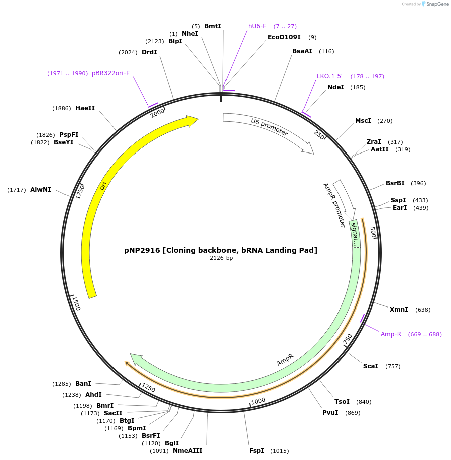 247254-plasmid-map-sequence-id-490481