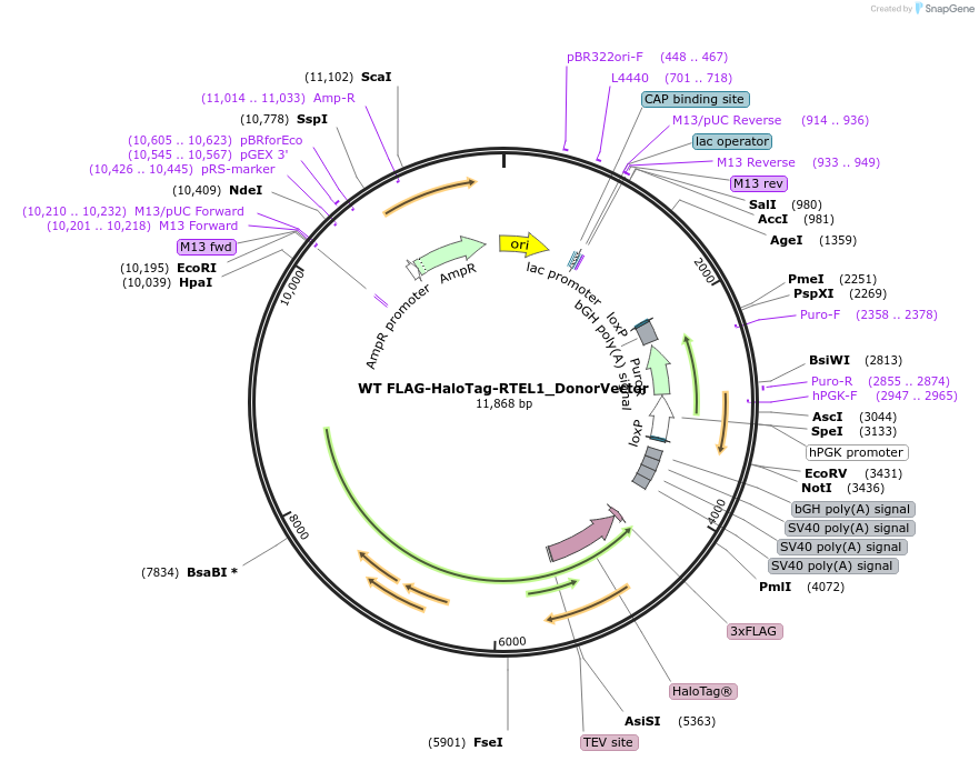 247170-plasmid-map-sequence-id-490482
