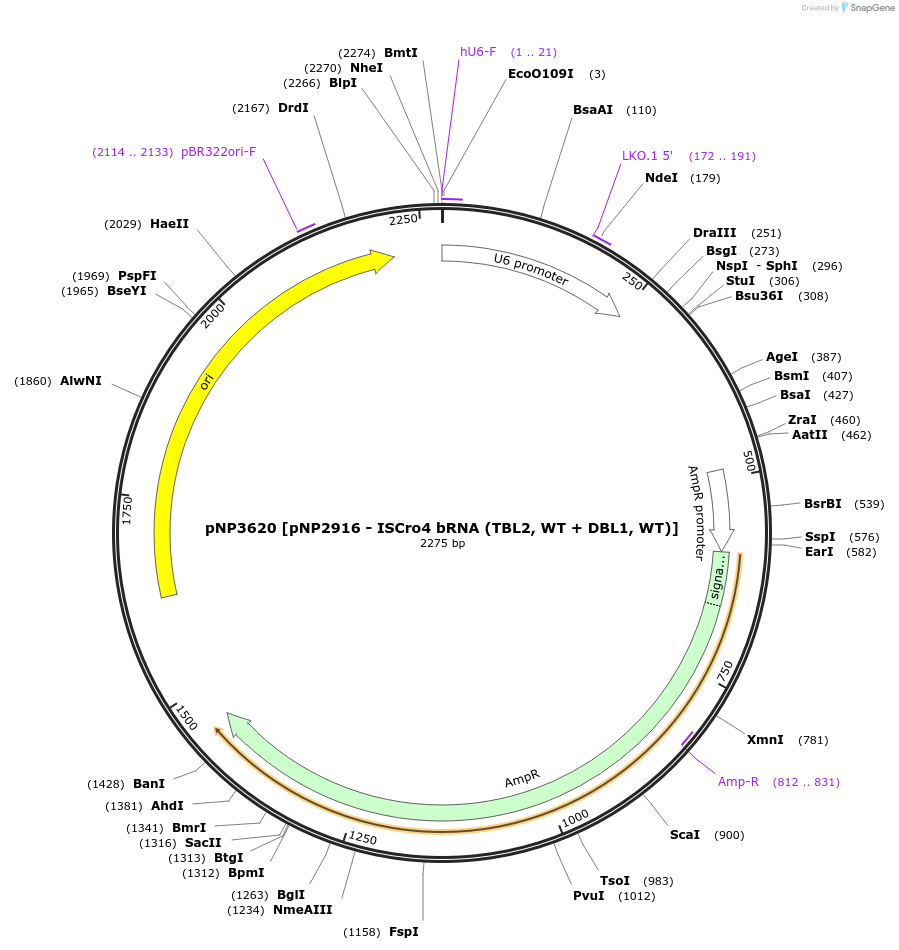 247267-plasmid-map-sequence-id-490483