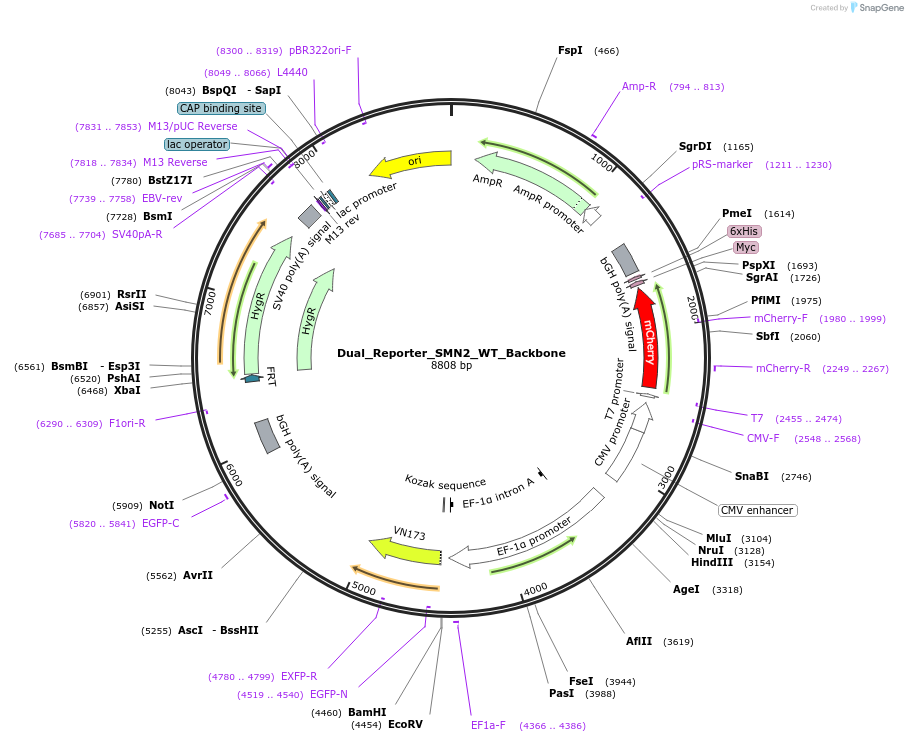 247173-plasmid-map-sequence-id-490488