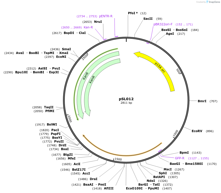 246580-plasmid-map-sequence-id-490557