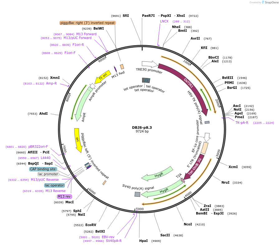 246895-plasmid-map-sequence-id-490558