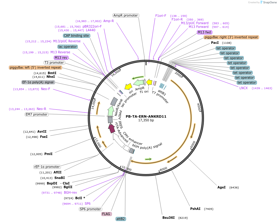 236615-plasmid-map-sequence-id-490561