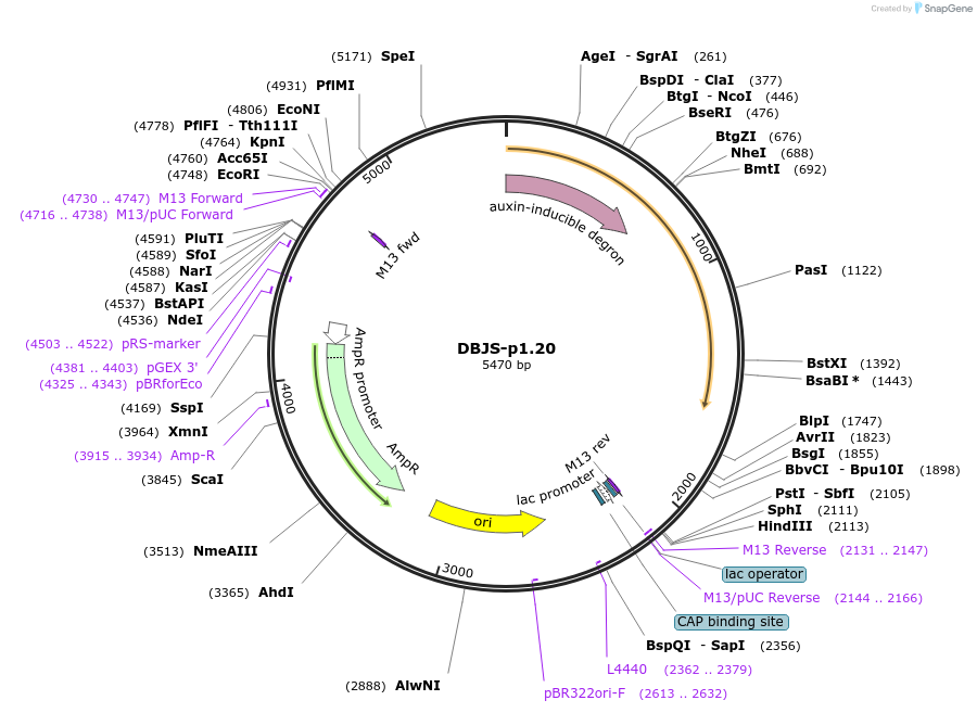 246888-plasmid-map-sequence-id-490564