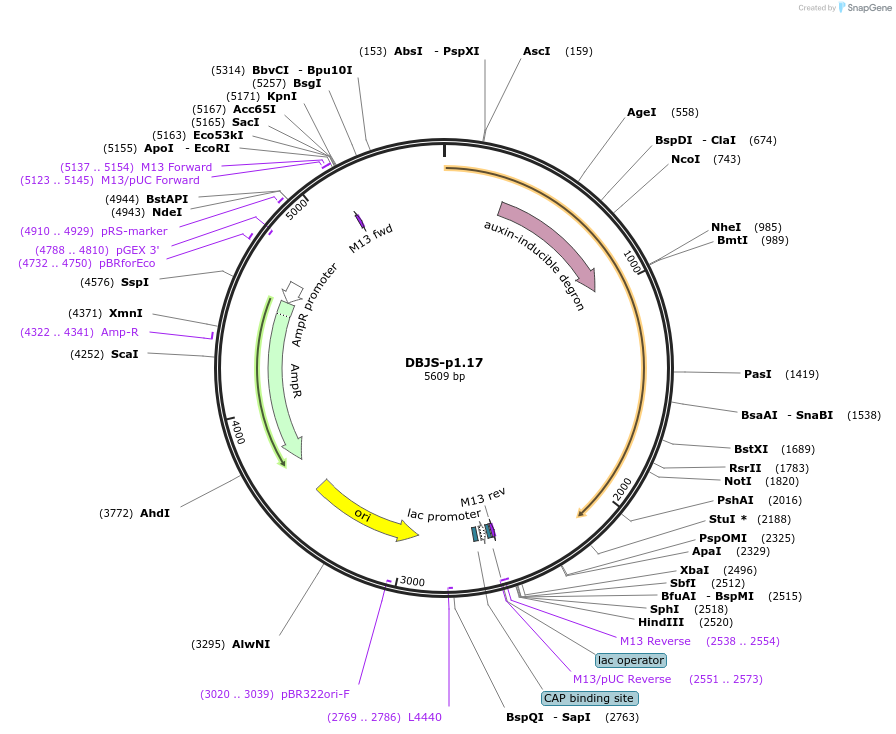 246887-plasmid-map-sequence-id-490565