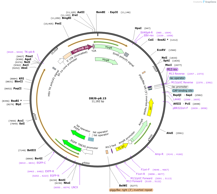 246896-plasmid-map-sequence-id-490568