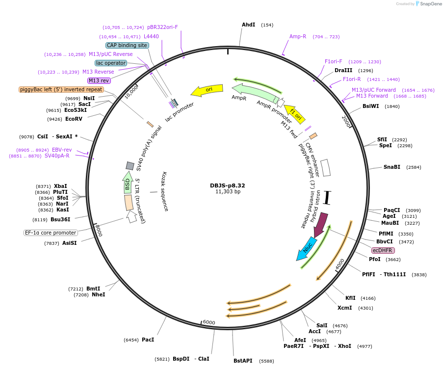 246897-plasmid-map-sequence-id-490570