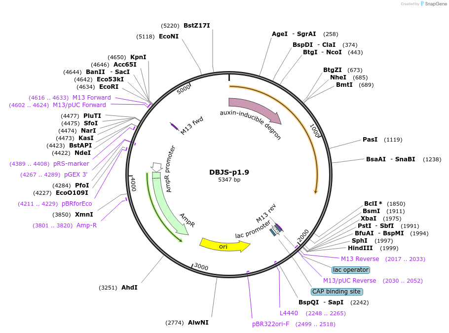 246885-plasmid-map-sequence-id-490571