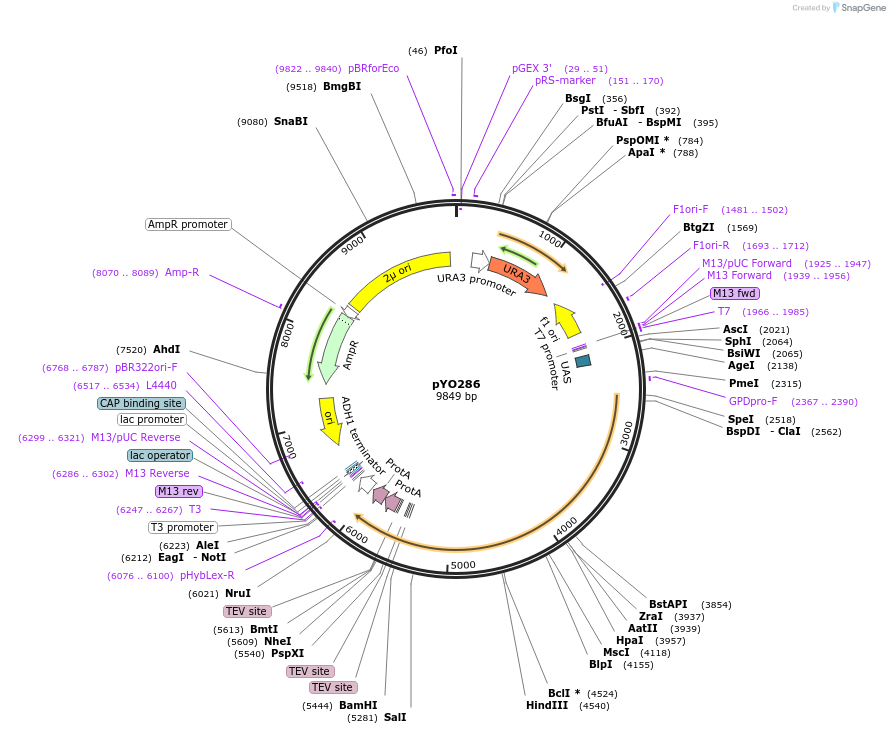 235730-plasmid-map-sequence-id-490572