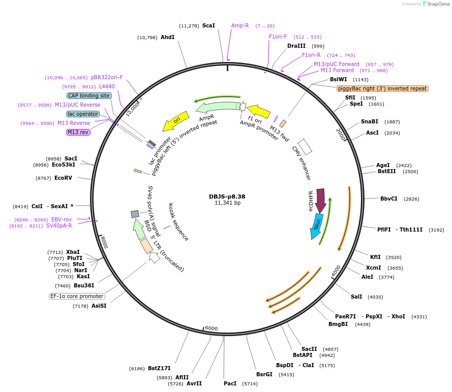 246899-plasmid-map-sequence-id-490573