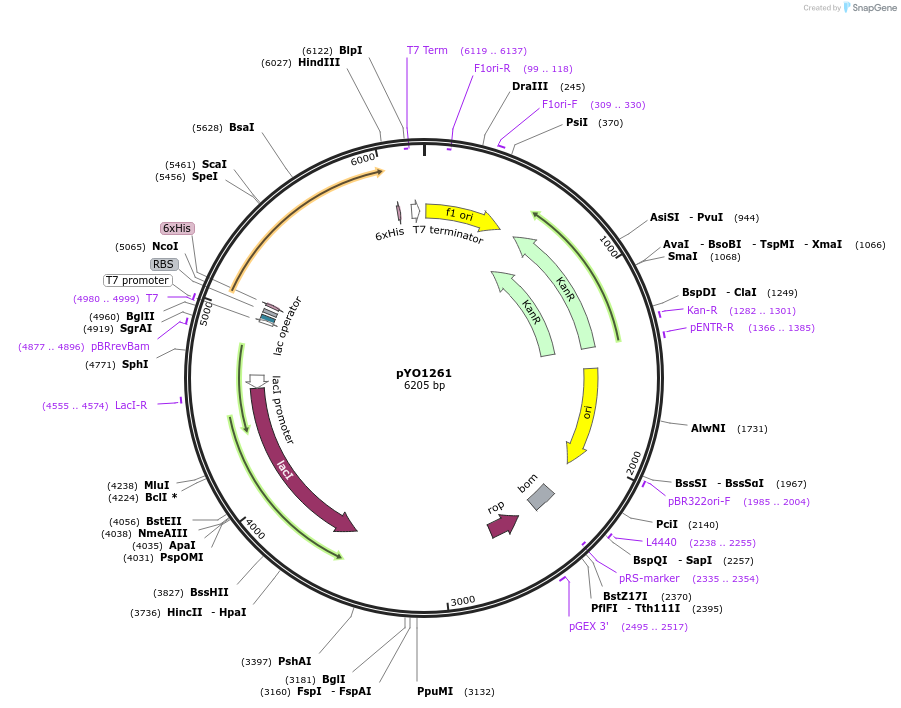 235726-plasmid-map-sequence-id-490576