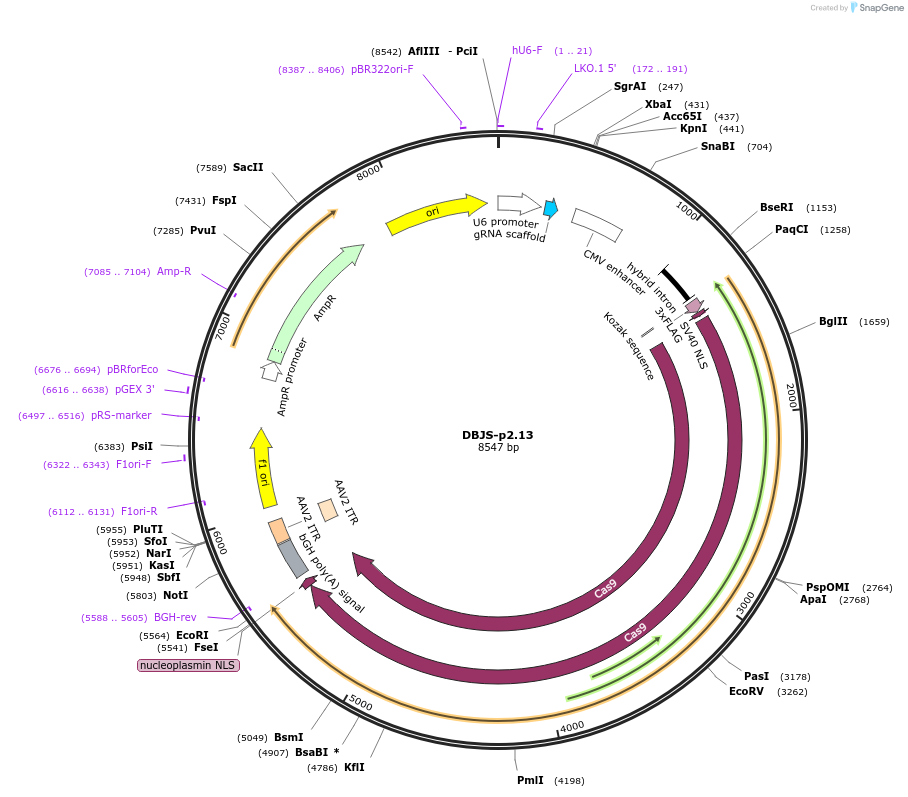 246892-plasmid-map-sequence-id-490577