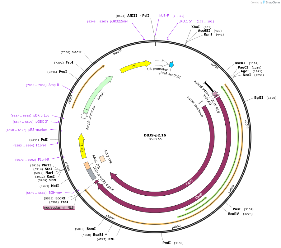 246893-plasmid-map-sequence-id-490578