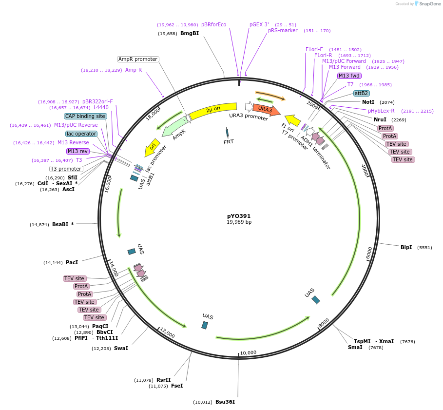 235751-plasmid-map-sequence-id-490579
