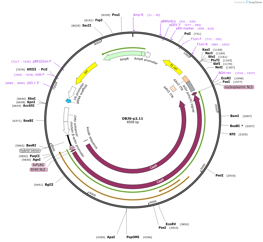 246891-plasmid-map-sequence-id-490580