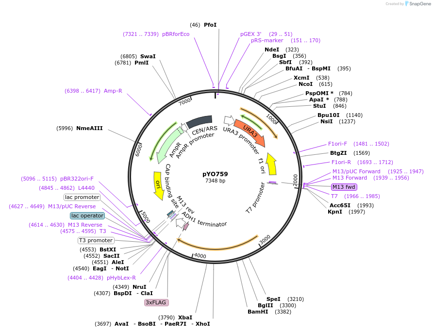 235758-plasmid-map-sequence-id-490582