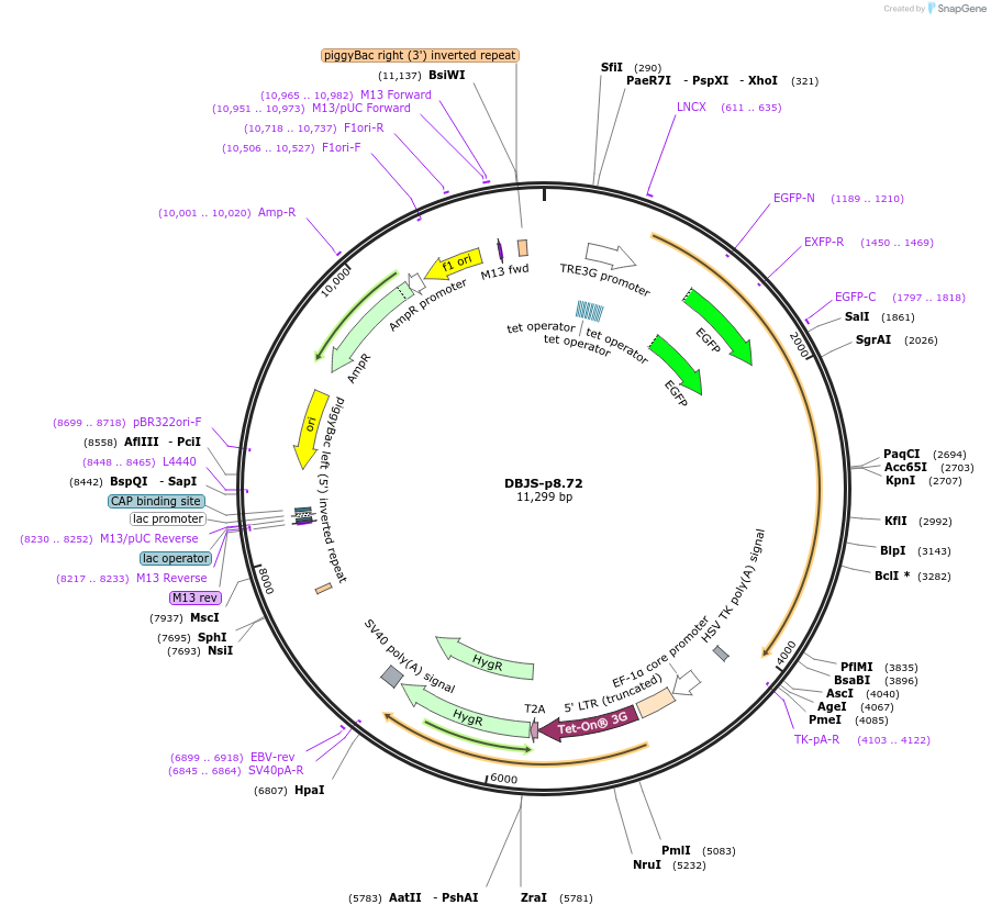 246901-plasmid-map-sequence-id-490585