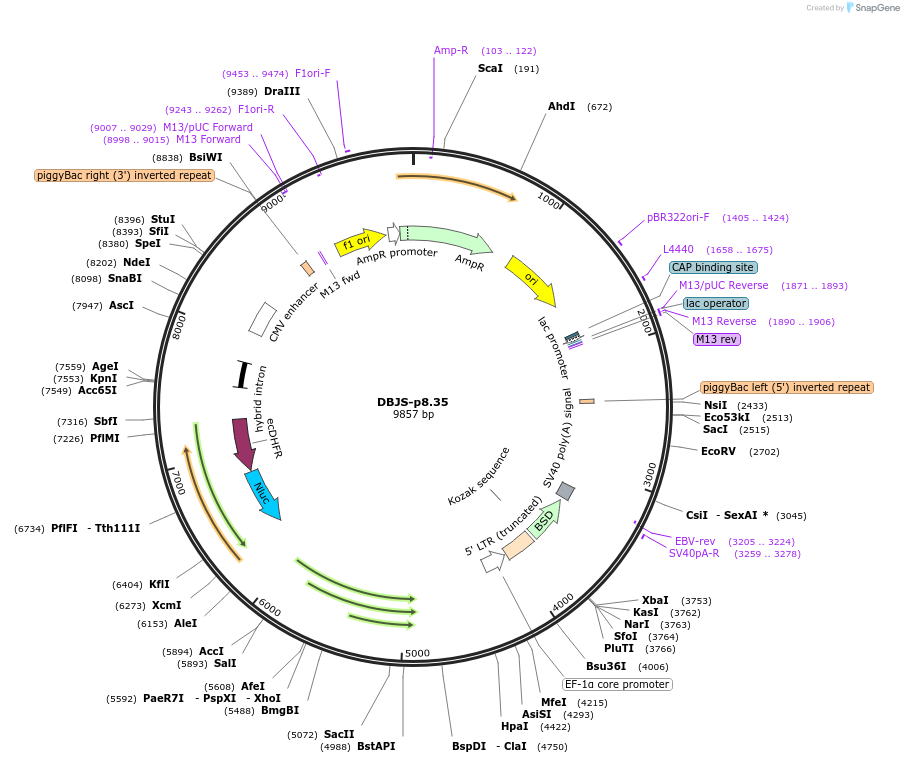 246898-plasmid-map-sequence-id-490586