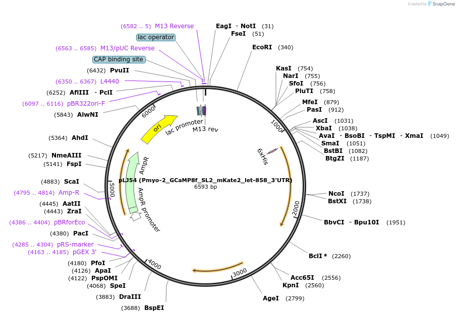 239864-plasmid-map-sequence-id-490587