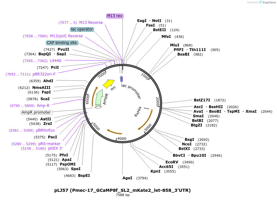 239865-plasmid-map-sequence-id-490588