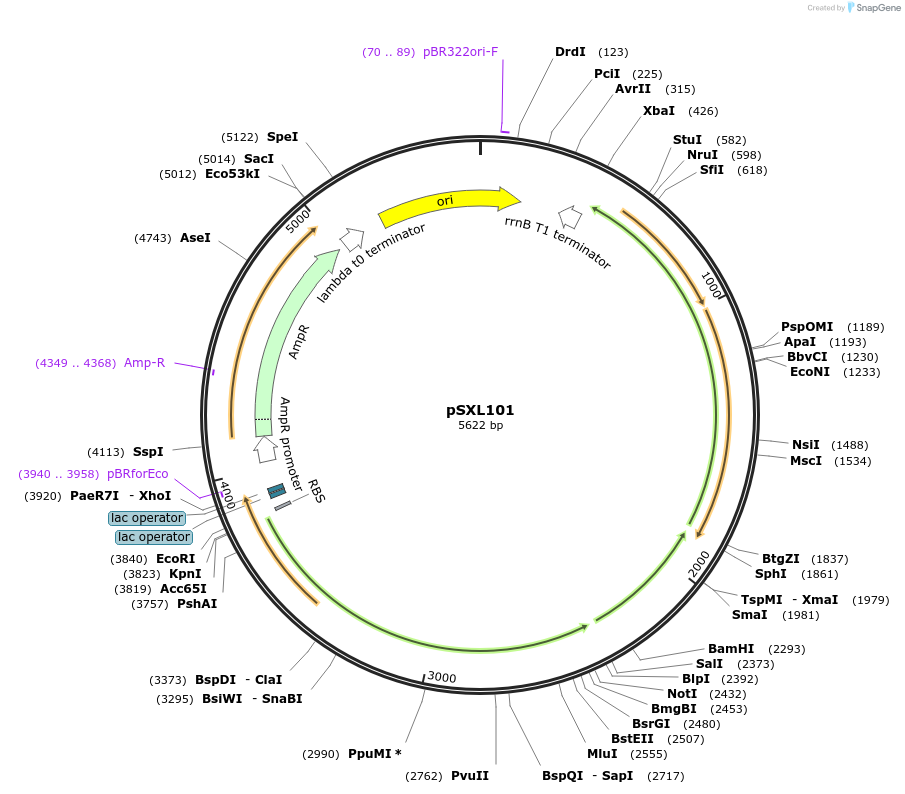 247078-plasmid-map-sequence-id-490589