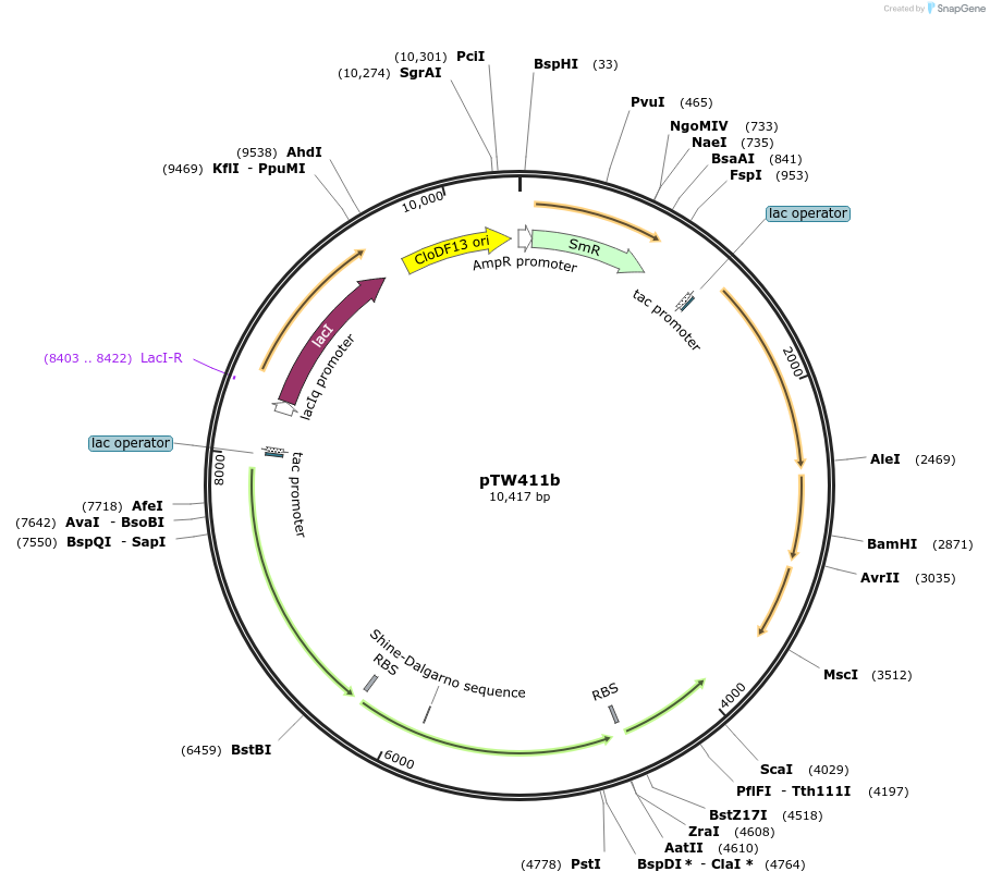 246583-plasmid-map-sequence-id-490593