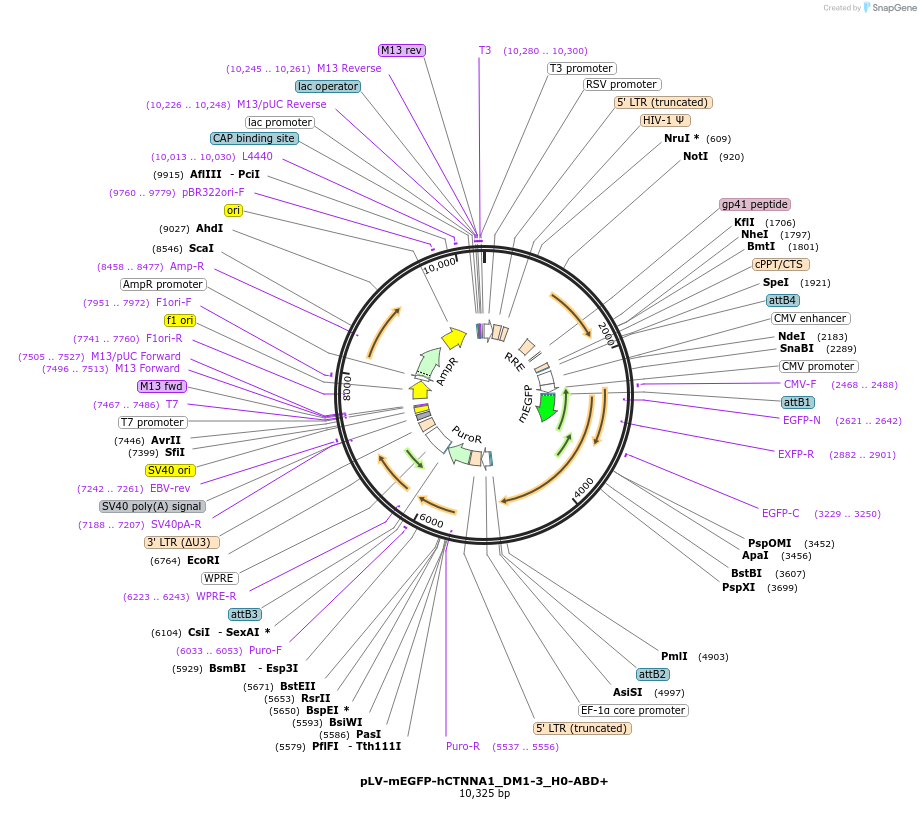 234554-plasmid-map-sequence-id-490594