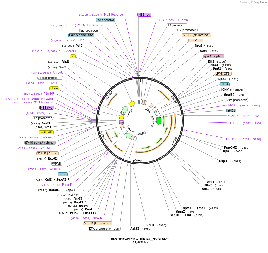 234552-plasmid-map-sequence-id-490595