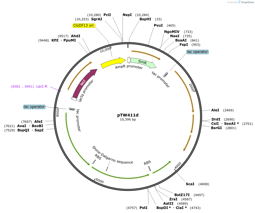 246585-plasmid-map-sequence-id-490596