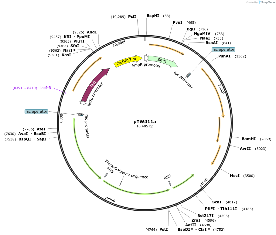 246582-plasmid-map-sequence-id-490601