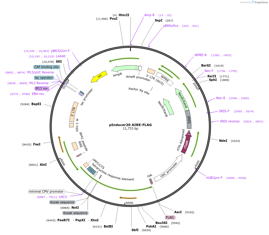 241397-plasmid-map-sequence-id-490602