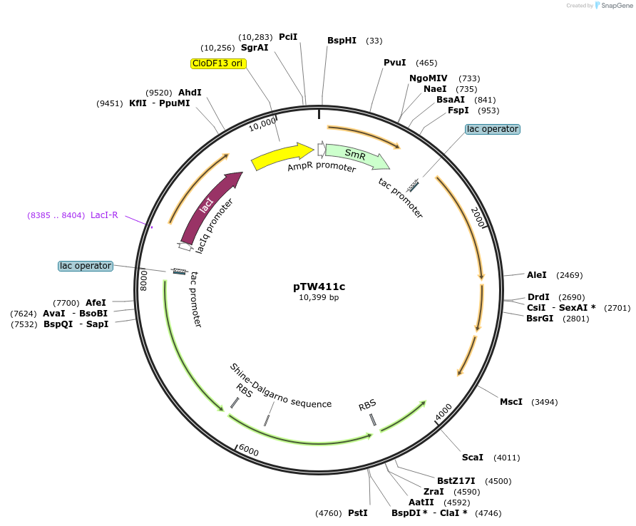 246584-plasmid-map-sequence-id-490604