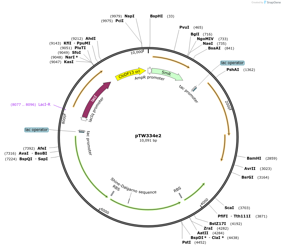 246586-plasmid-map-sequence-id-490606