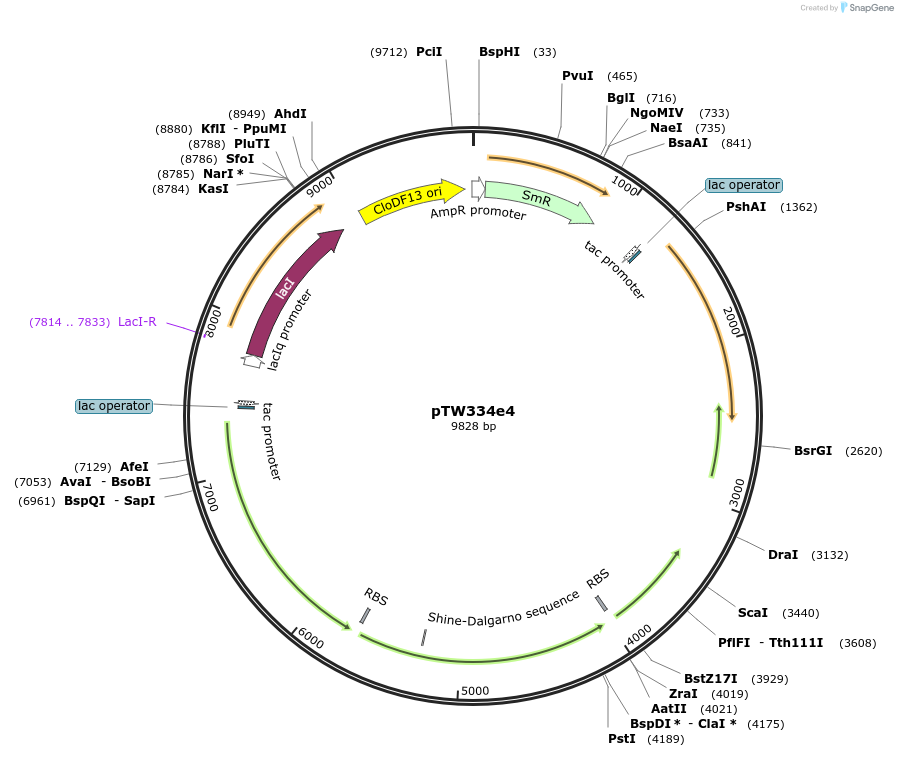 246589-plasmid-map-sequence-id-490609