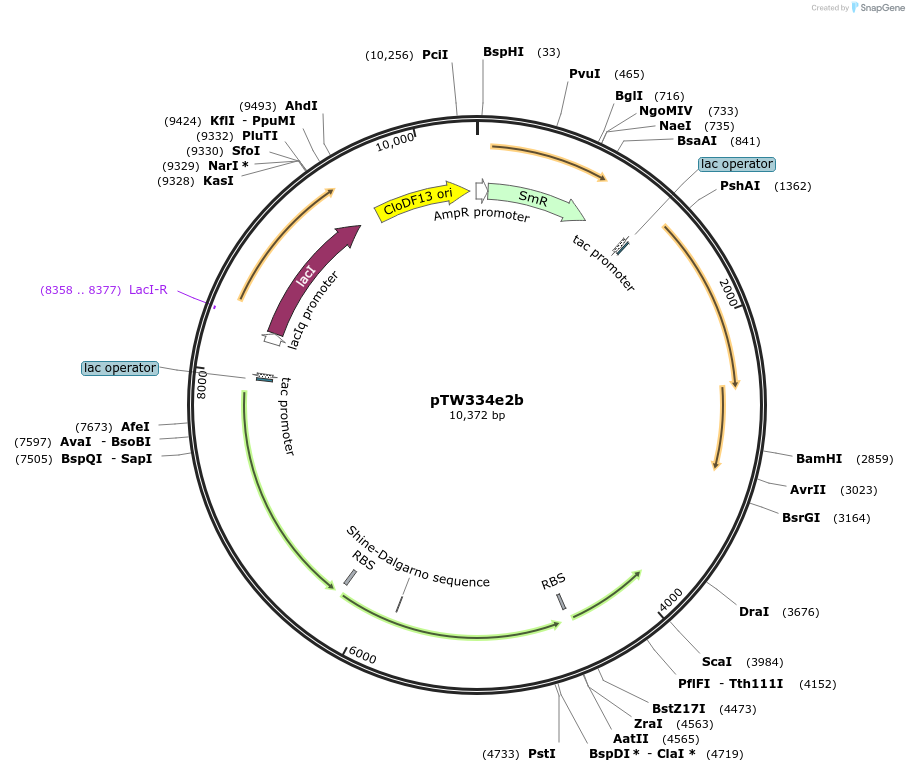 246587-plasmid-map-sequence-id-490613
