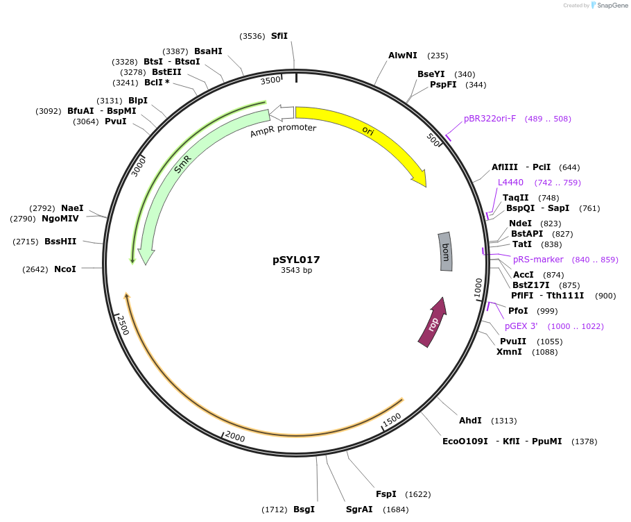 246593-plasmid-map-sequence-id-490655