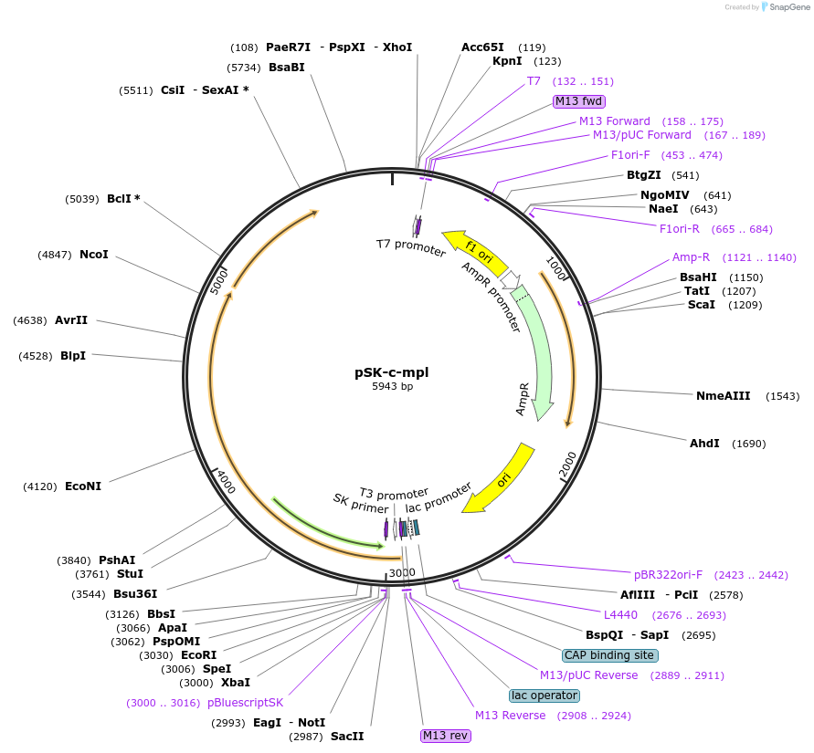 1828-plasmid-map-sequence-id-490656