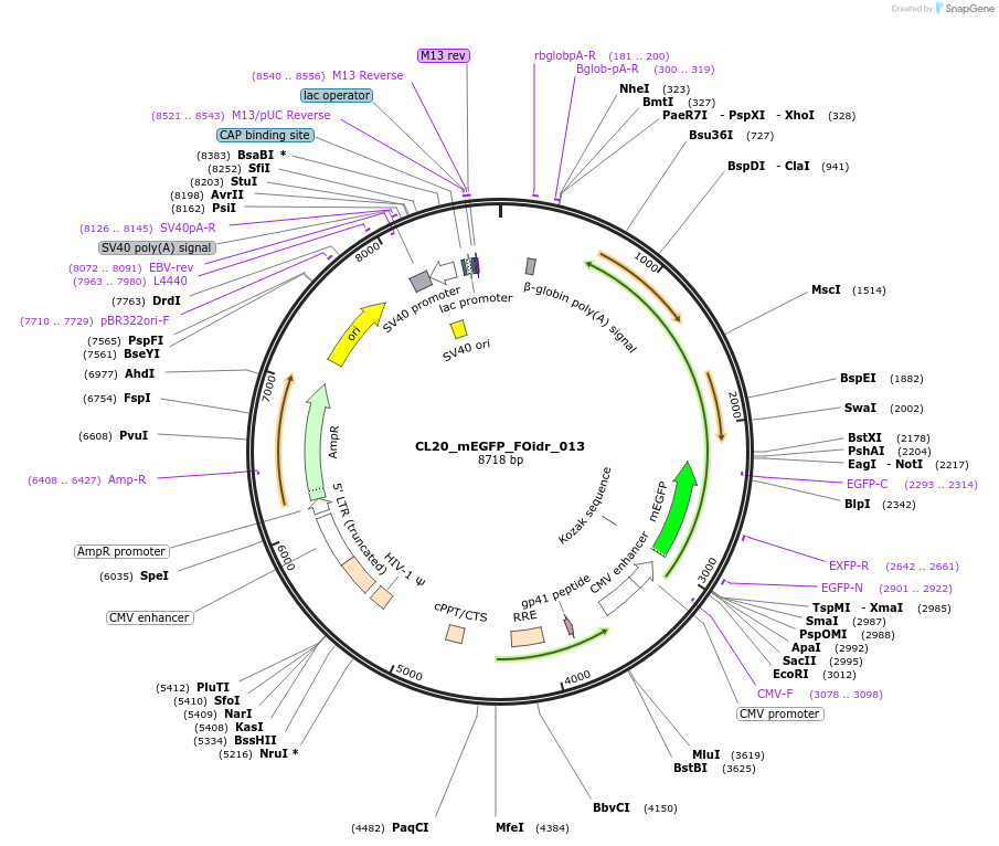 244565-plasmid-map-sequence-id-490659