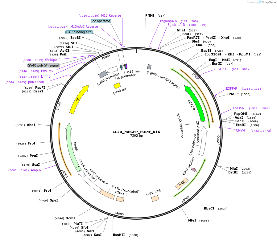 244568-plasmid-map-sequence-id-490660