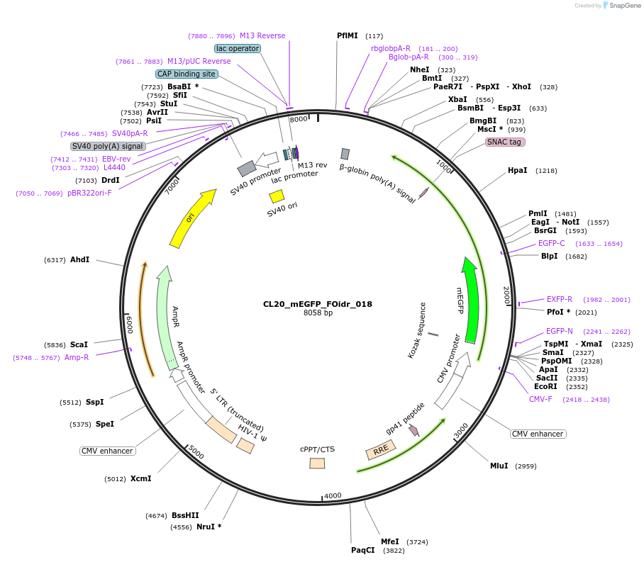 244570-plasmid-map-sequence-id-490662