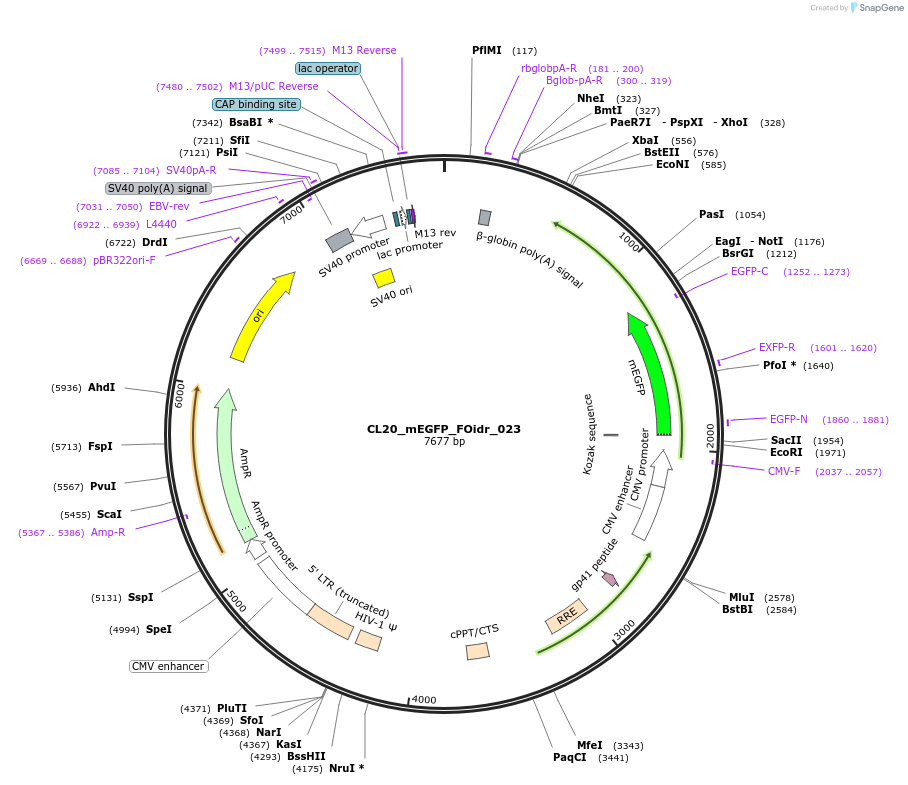 244575-plasmid-map-sequence-id-490663