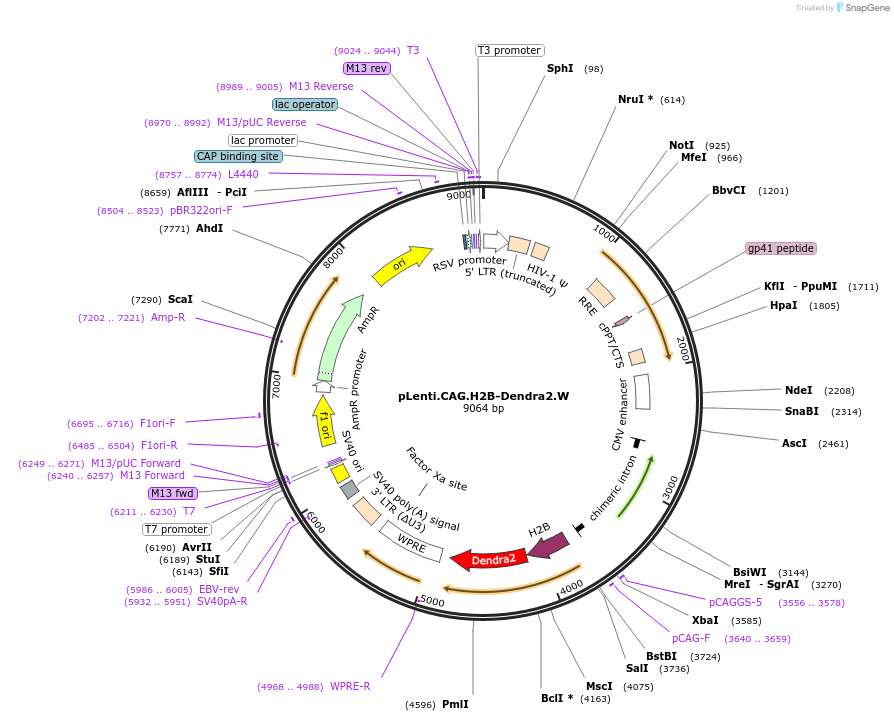 51005-plasmid-map-sequence-id-490664