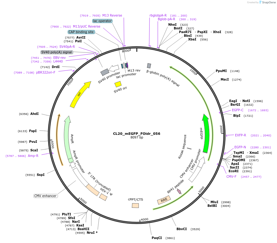 244608-plasmid-map-sequence-id-490717