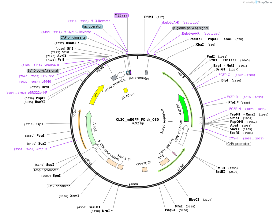 244632-plasmid-map-sequence-id-490723