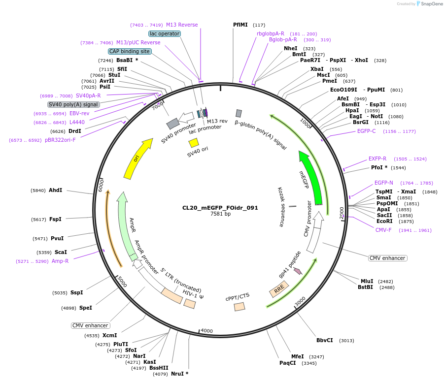 244643-plasmid-map-sequence-id-490725