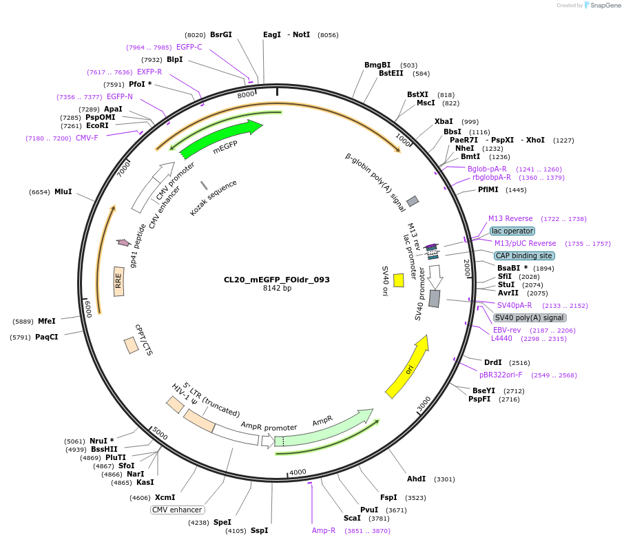 244645-plasmid-map-sequence-id-490775