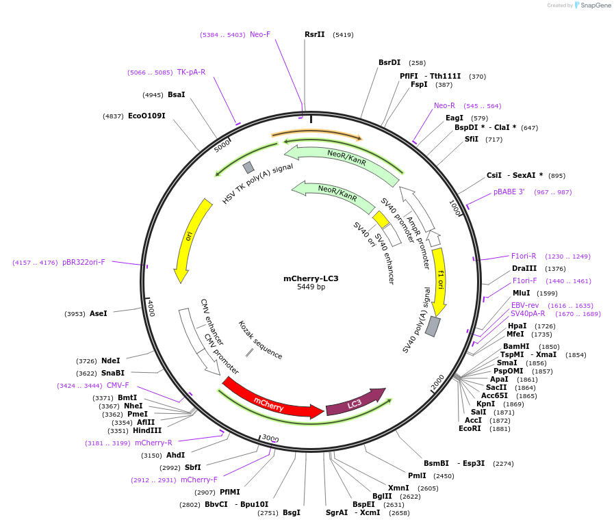 221656-plasmid-map-sequence-id-490778