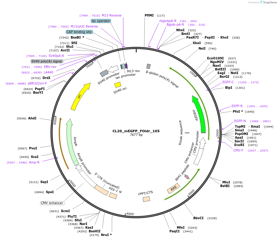 244657-plasmid-map-sequence-id-490779