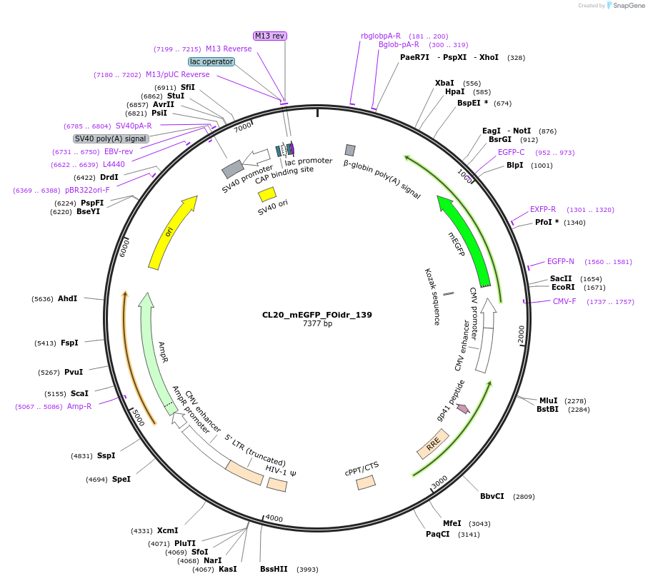 244691-plasmid-map-sequence-id-490783