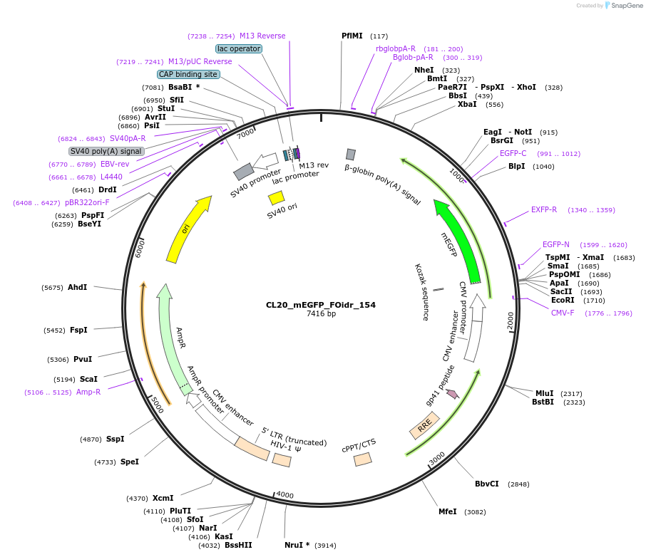 244706-plasmid-map-sequence-id-490785